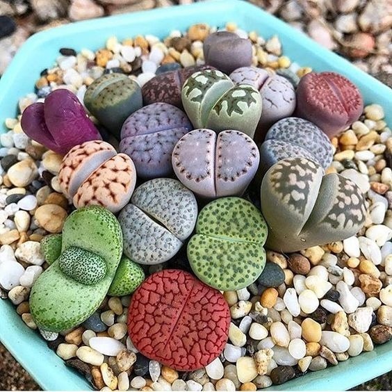 Lithops1