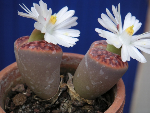 Lithops_sp