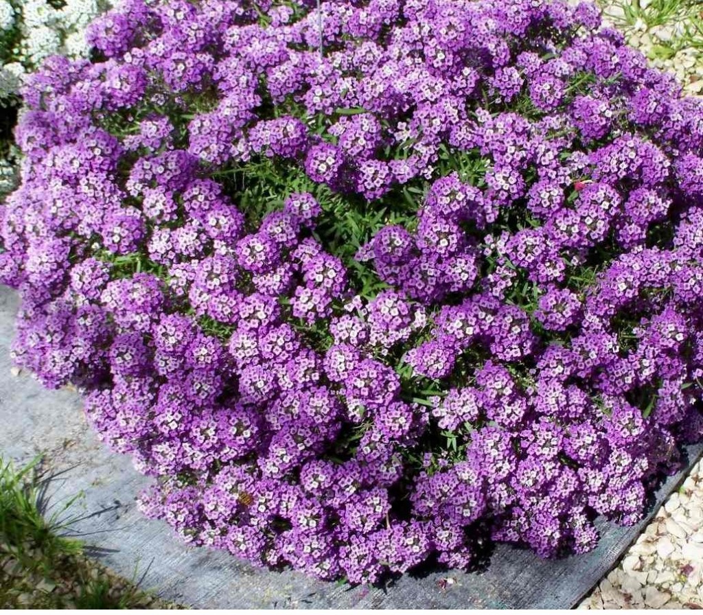 Lobularia Maritima roxo