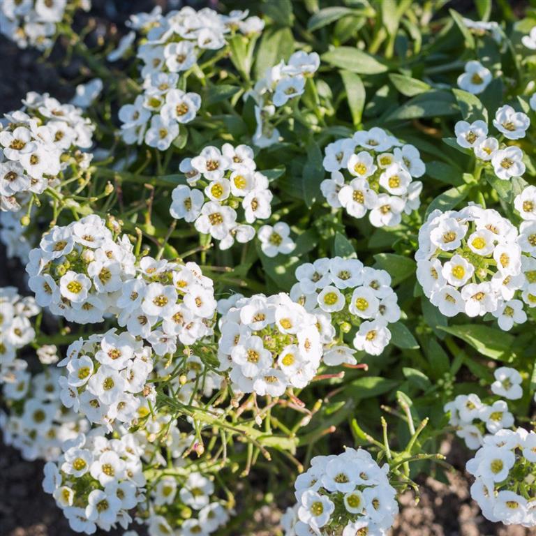 Lobularia Maritima