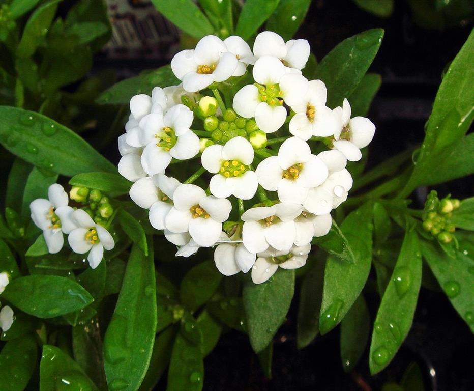 Lobularia Maritima_2