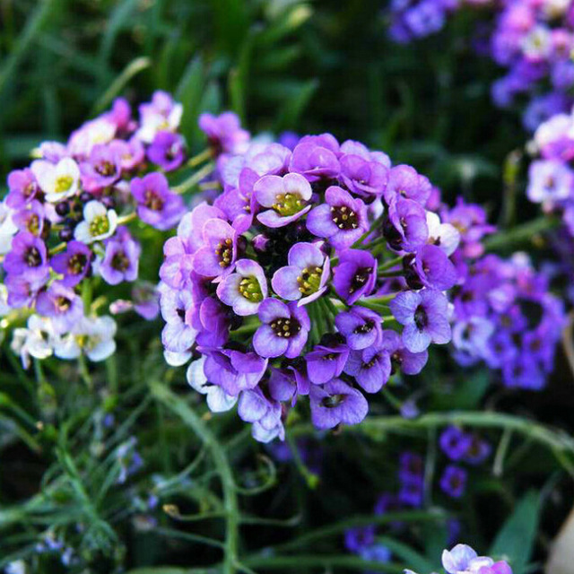 Lobularia Maritima_5