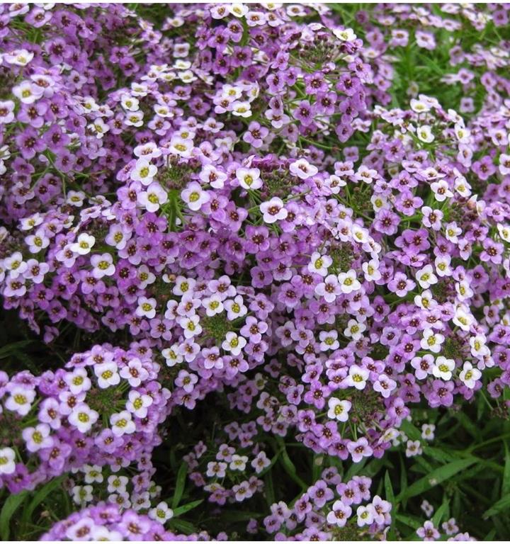 Lobularia Maritima_8