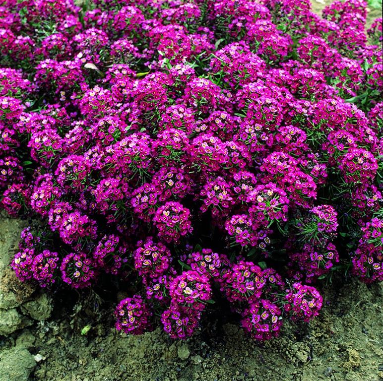 Lobularia Maritima_er