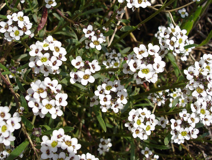 Lobularia_maritima1