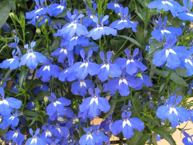 Lobélia-azul - Lobelia erinus