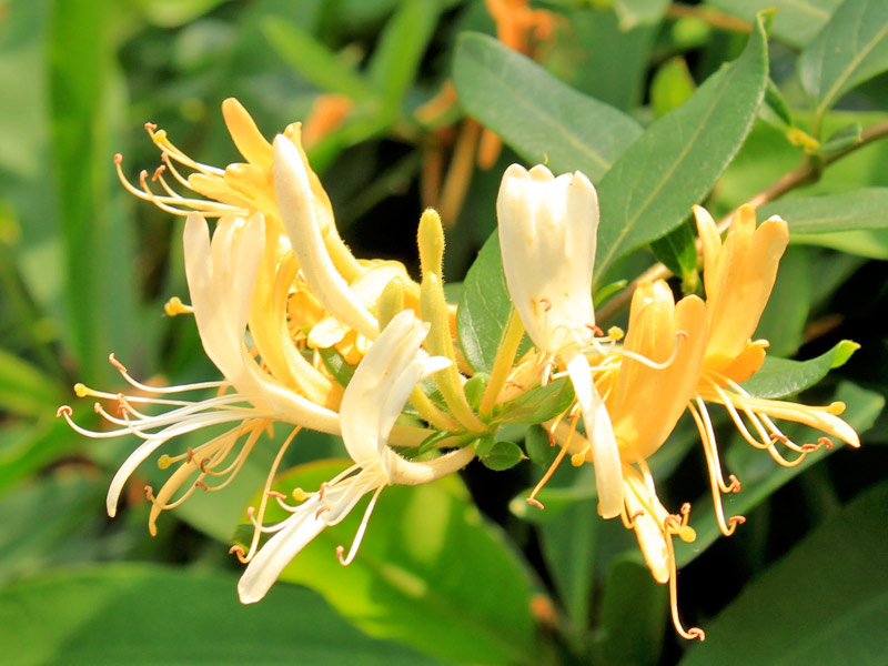 Lonicera-japonica