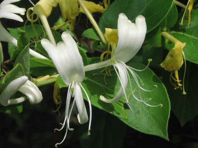 Lonicera japonica