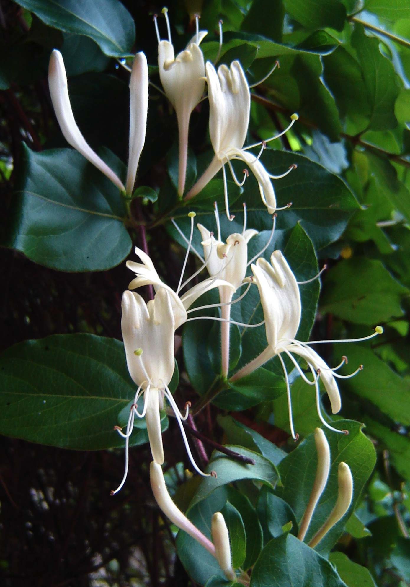 Lonicera_japonica