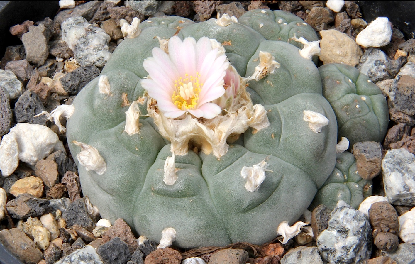 Lophophora_williamsii_pm