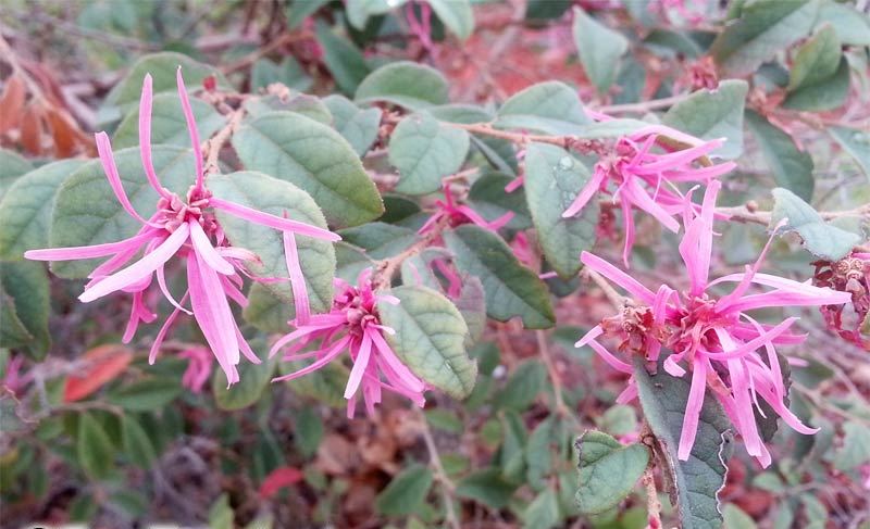 Loropetalum-Chinense11