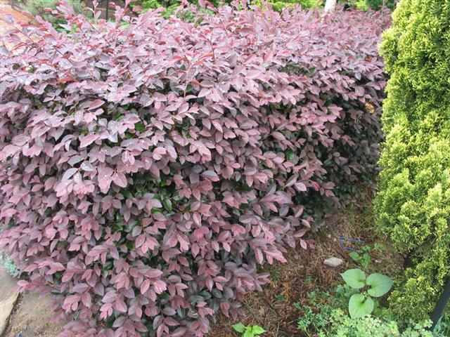 Loropetalum_chinense