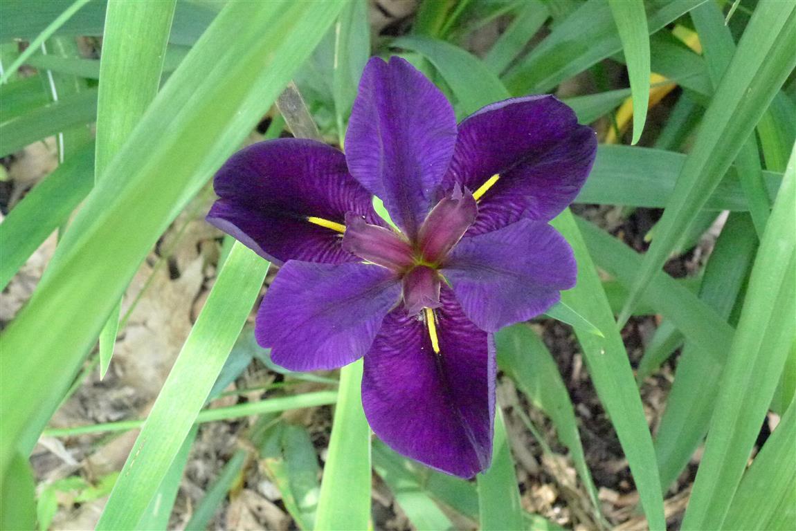Iris Louisiana_