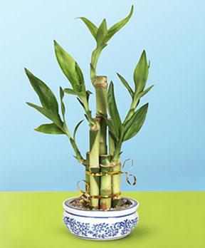 Lucky-bamboo