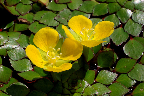 Ludwigia sedoides_33