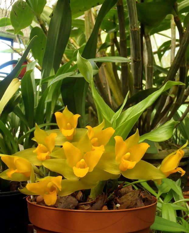 Lycaste