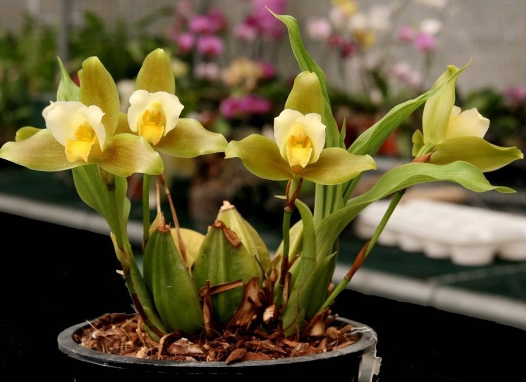 Lycaste Deppei