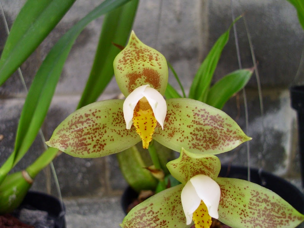 Lycaste Deppei