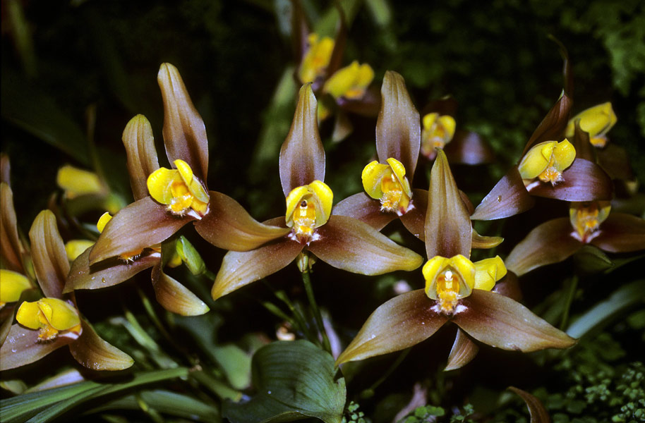 Lycaste Lasioglossa1