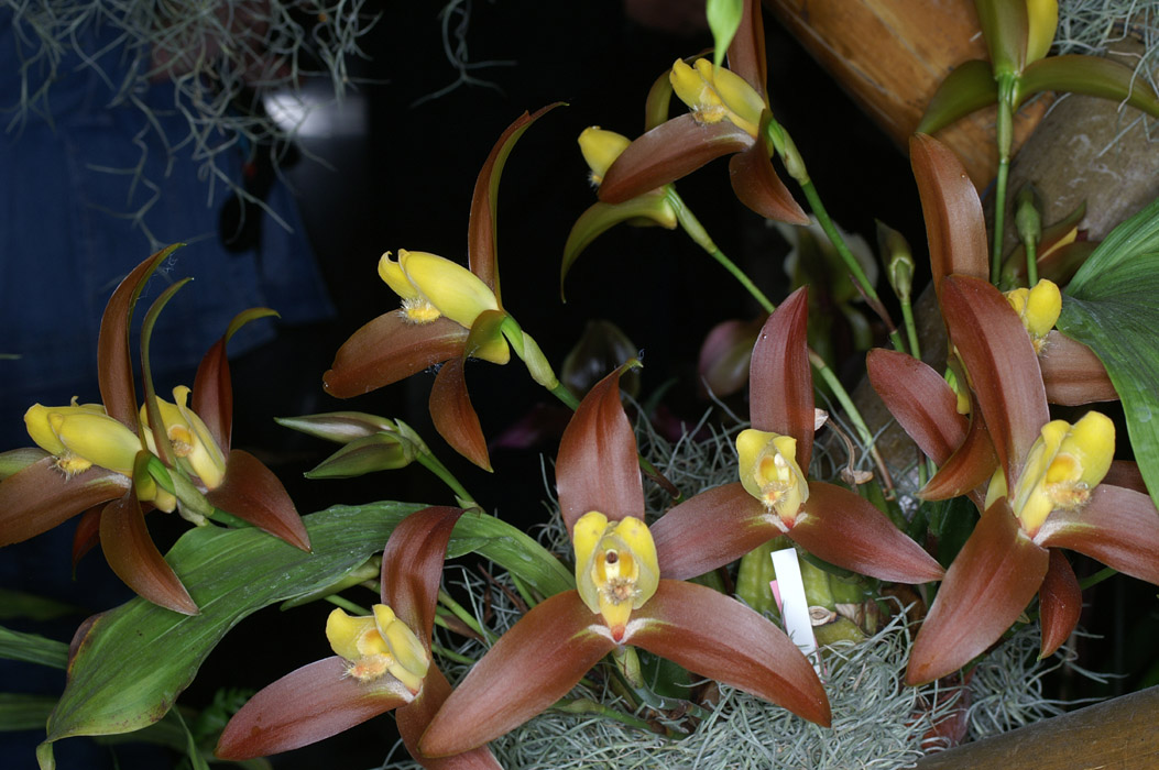 Lycaste Lasioglossa