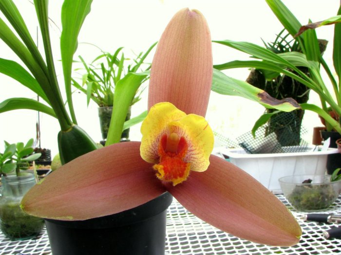 Lycaste Lasioglossa