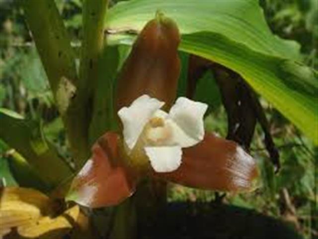 Lycaste-Macrophylla-