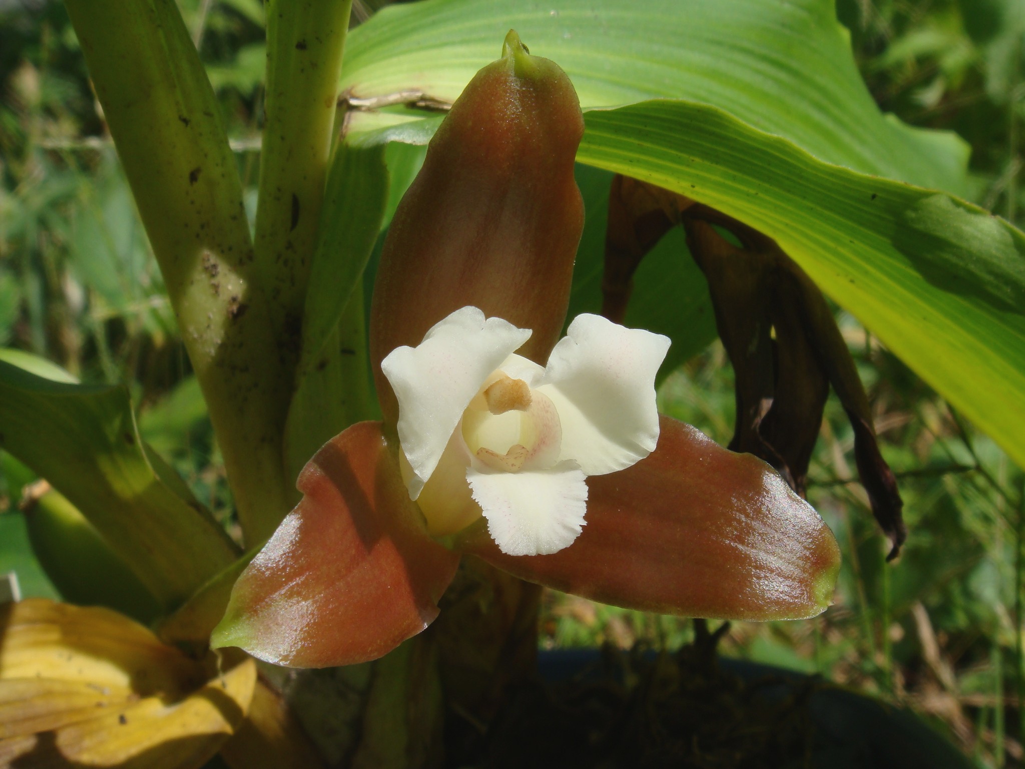 Lycaste Macrophylla