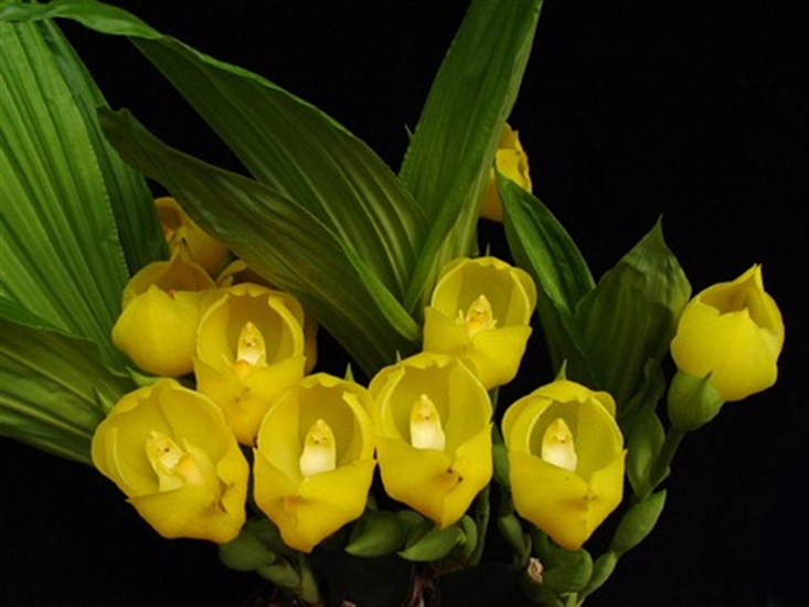 Lycaste angulosa