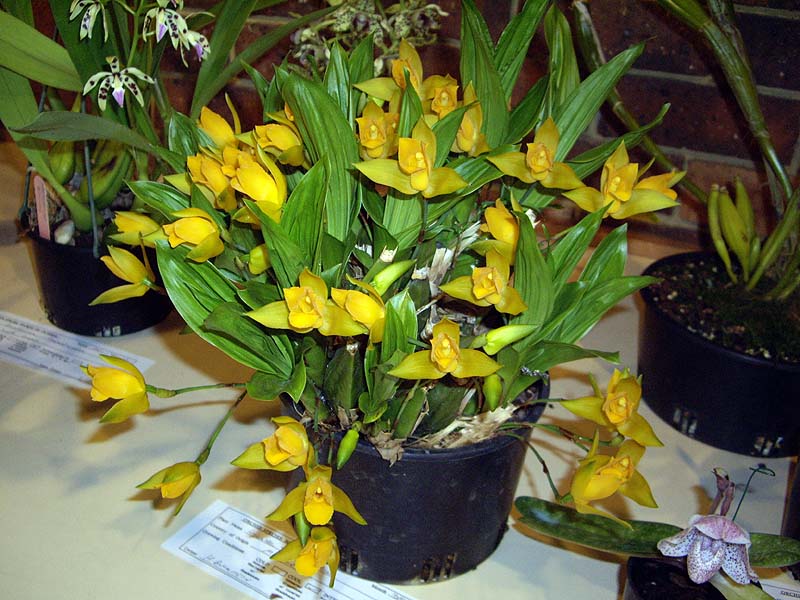 Lycaste aromatica 1