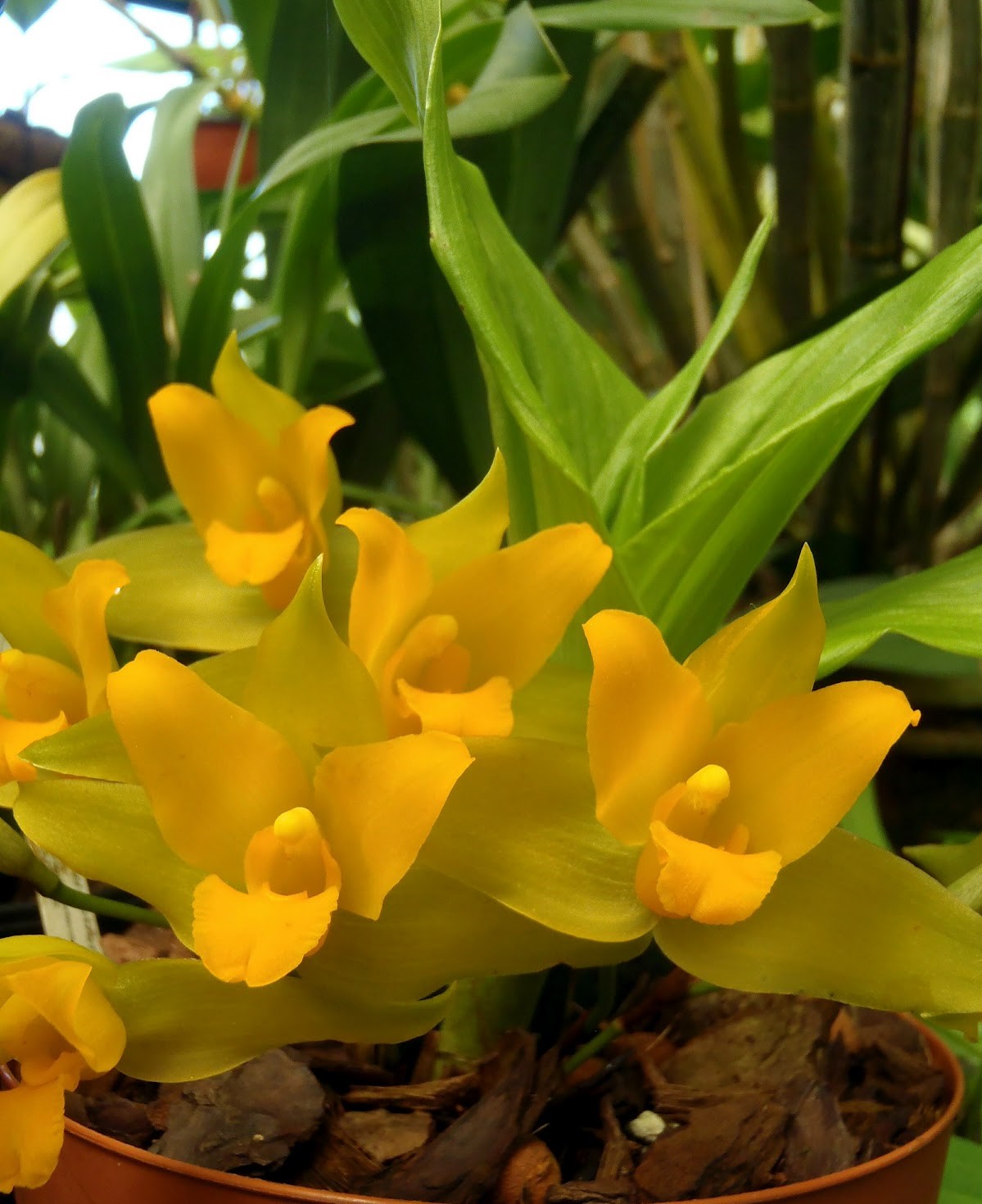 Lycaste aromatica