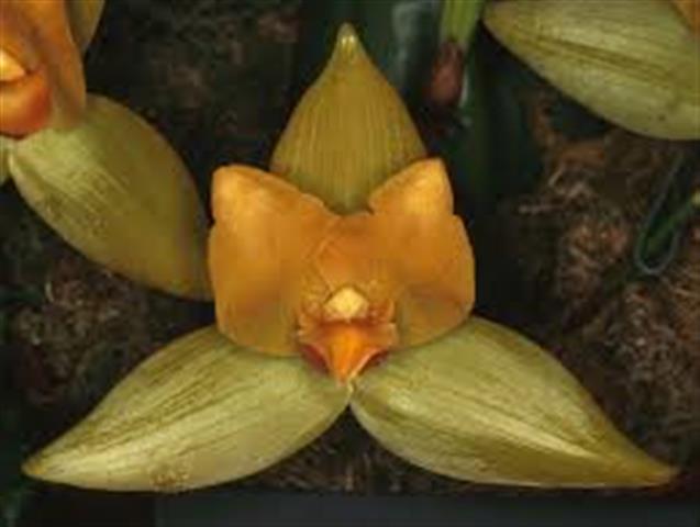 Lycaste-cruenta-