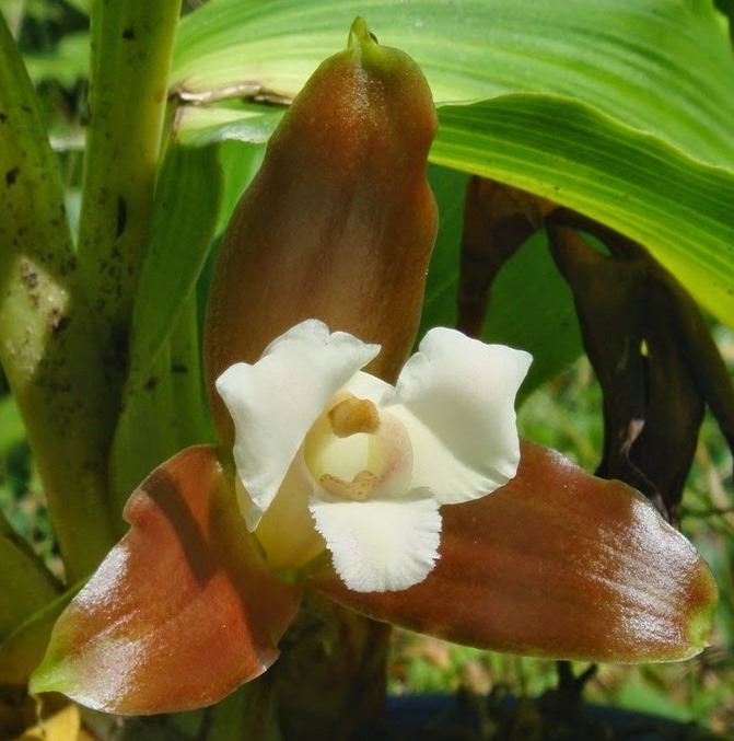 Lycaste macrophylla