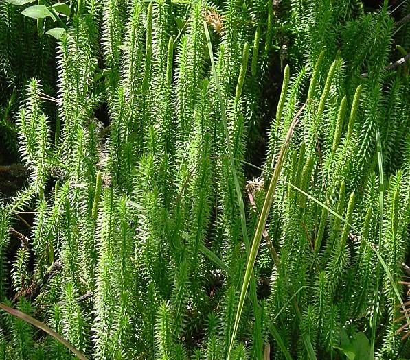 Lycopodium-annotinum-