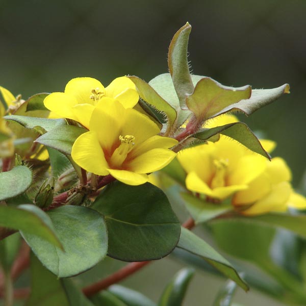 Lysimachia procumbens_pp