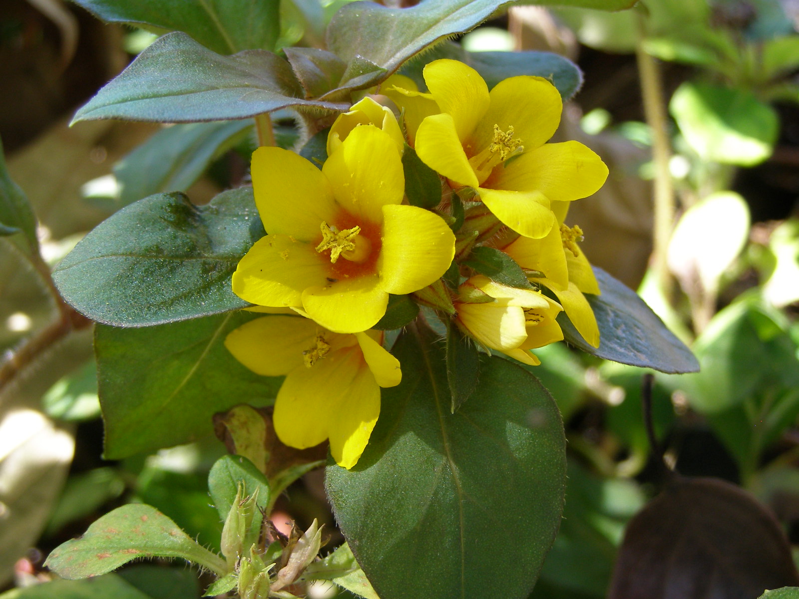 Lysimachia_Procumbens