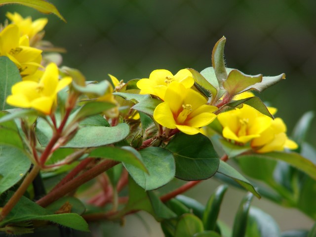 _Lysimachia_procumbens