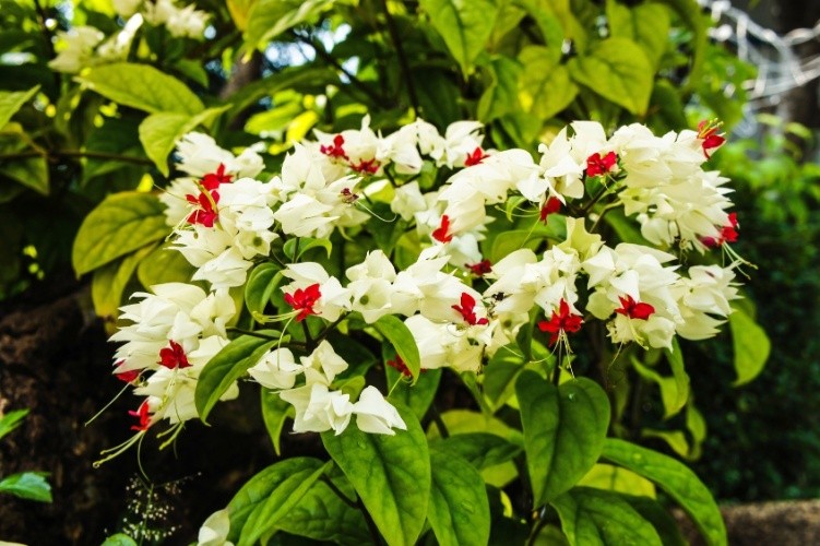 Lágrima de Cristo (Clerodendron thomsonae)