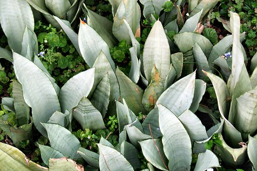 Língua-de-sogra – (Sansevieria)