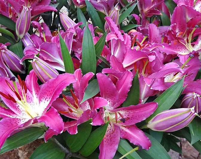 Lírio oriental - Lillium speciosum