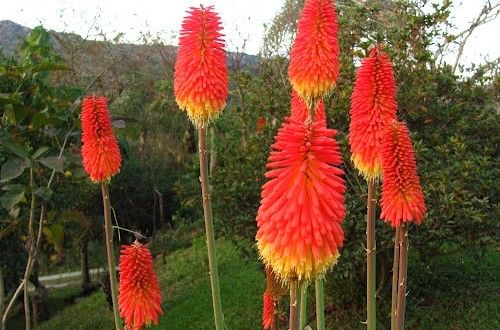 Lírio-tocha (Kniphofia Uvária)