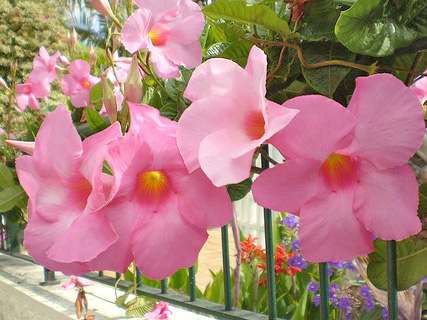 MANDEVILLA1