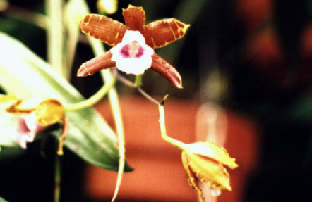 MILTONIA