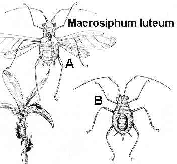 Macrosiphum luteum