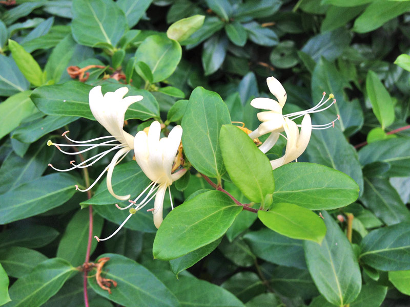 Madressilva -Lonicera-japonica-08 Madressilva -Lonicera-japonica-08