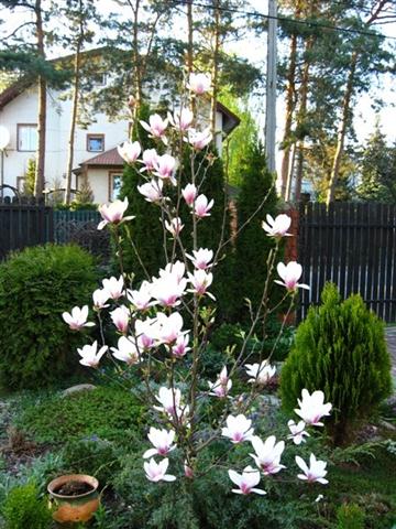 Magnolia Soulangeana