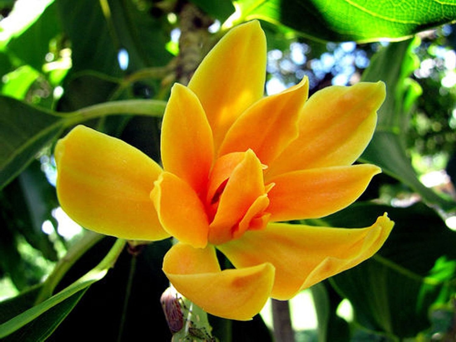 Magnolia champaca1