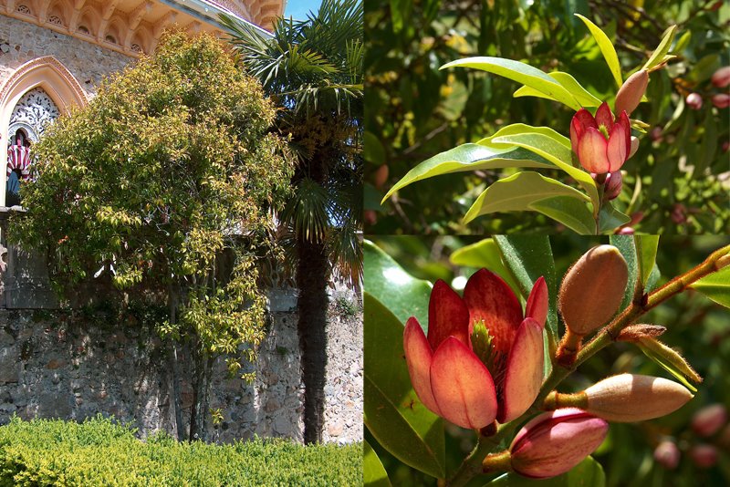 Magnolia figo Monserrate