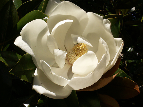 Magnolia grandiflora3