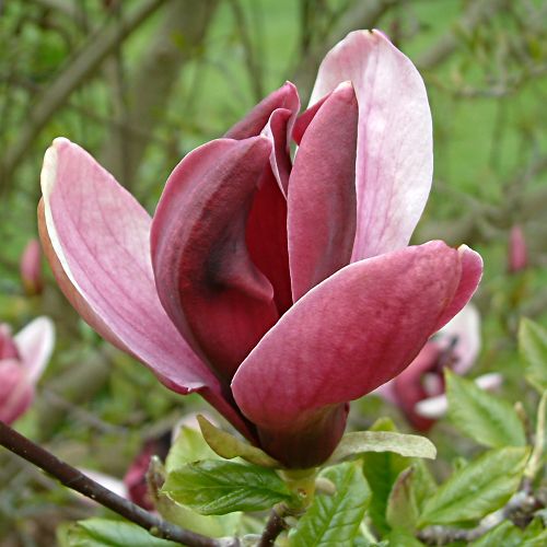 Magnolia liliflora