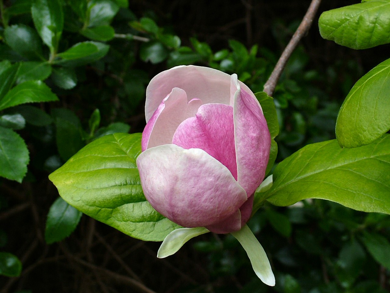 Magnolia_( dicotiledônea)